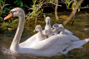 Royal Swans