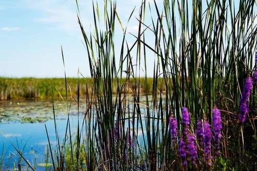 Loosestrife